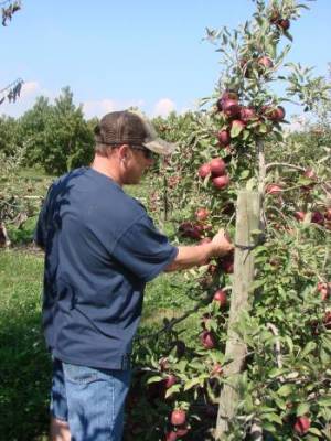 Apple Picking